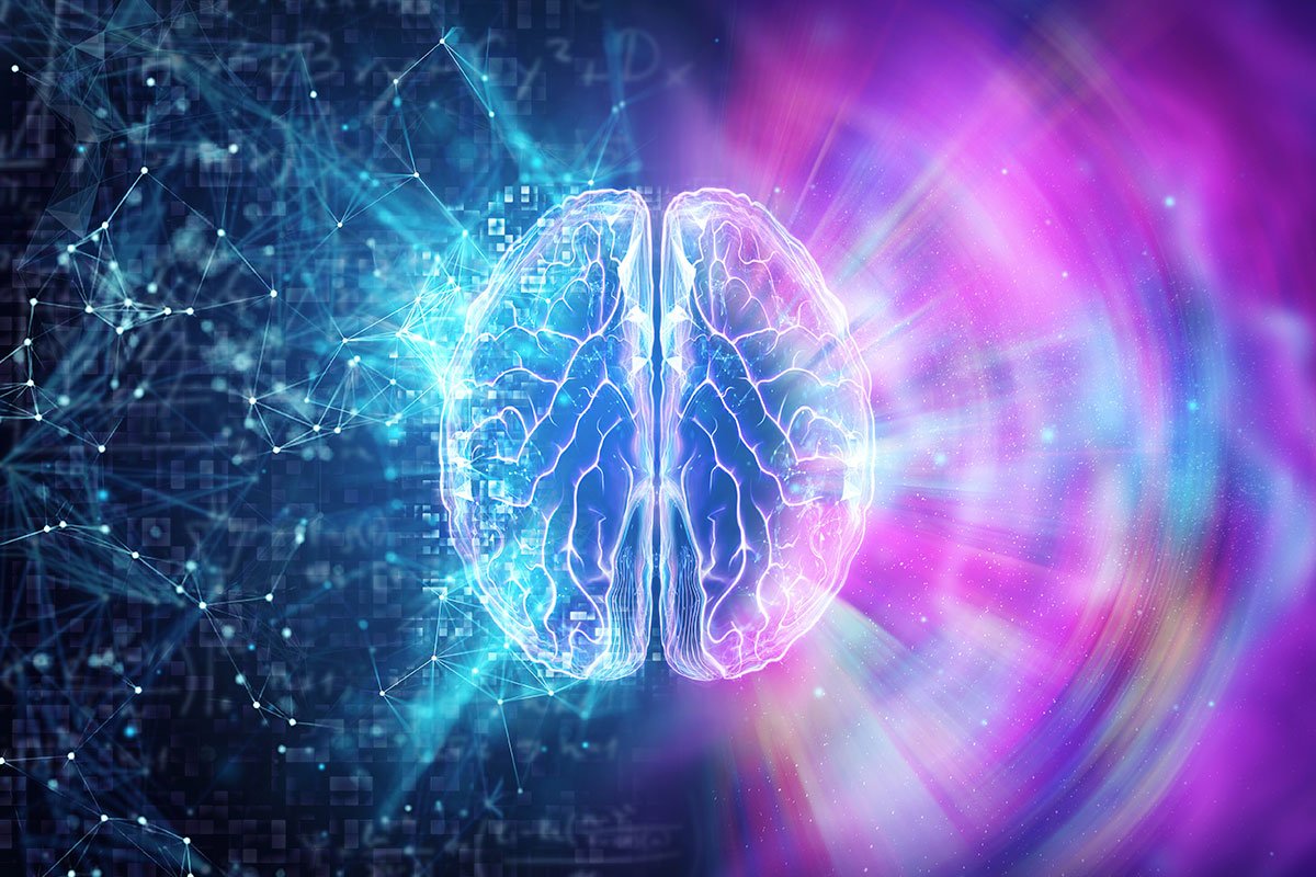 Brain