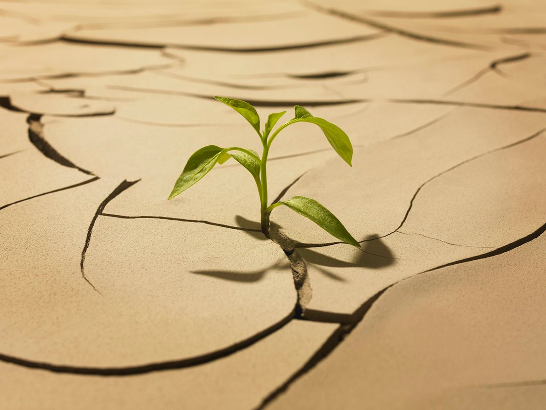 gi-thriving-plant-56a46b7f5f9b58b7d0d6ec34 (1)
